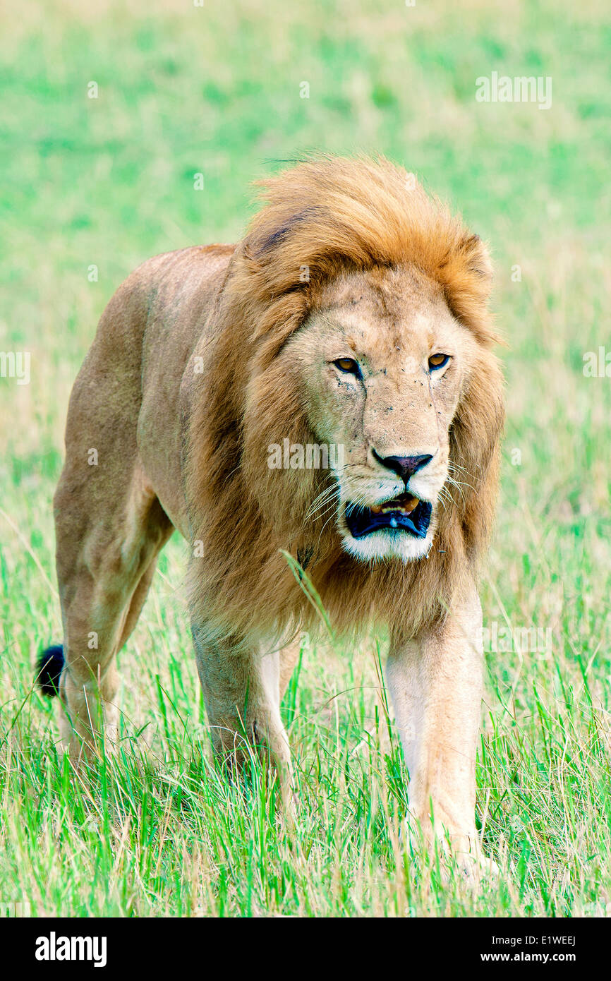 Männlichen afrikanischen Löwen (Panthera Leo), Masai Mara Game Reserve, Kenia, Ostafrika Stockfoto