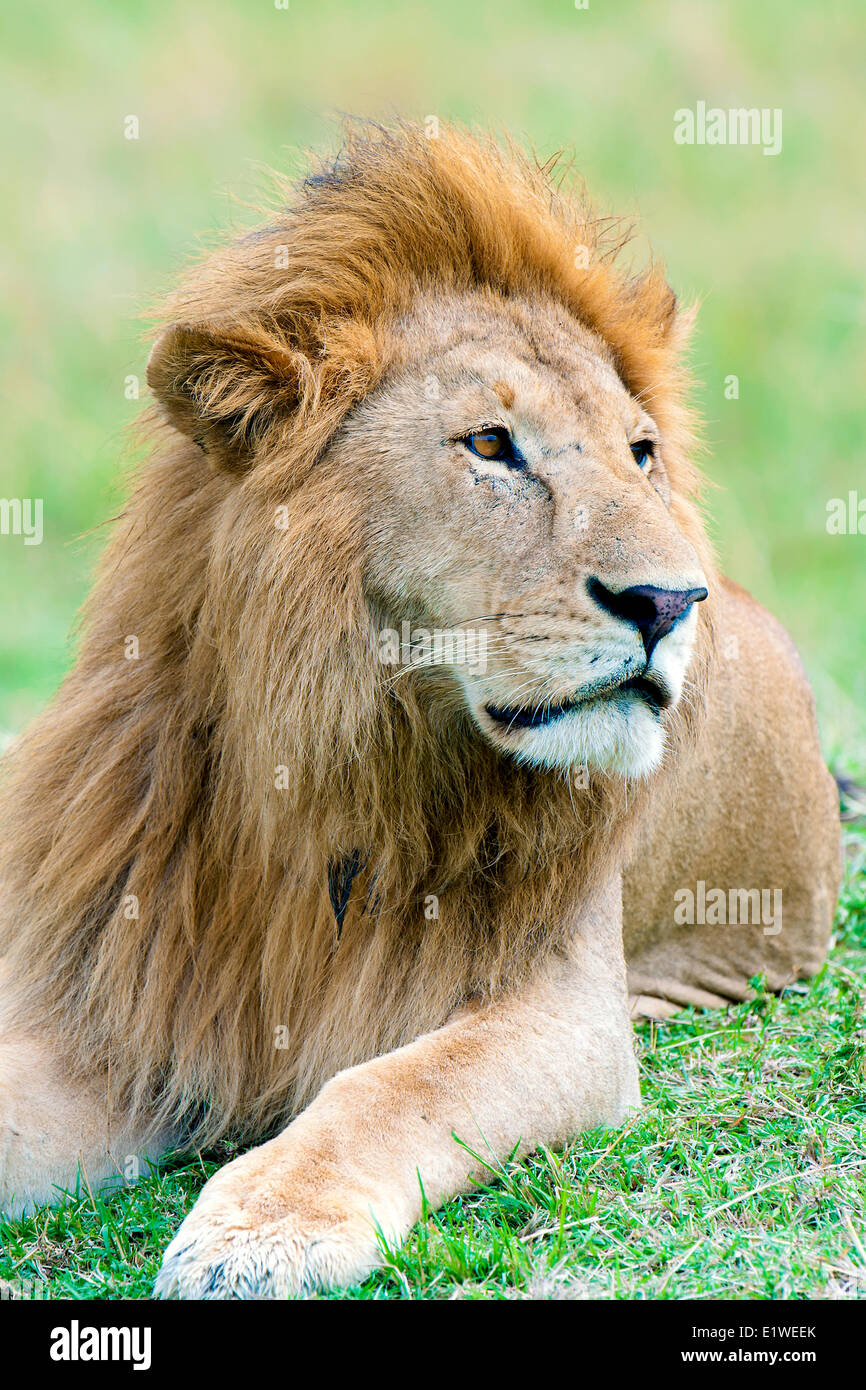 Männlichen afrikanischen Löwen (Panthera Leo), Masai Mara Game Reserve, Kenia, Ostafrika Stockfoto