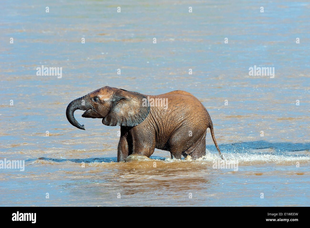 Afrikanische Savanne Elefant Kalb (Loxodonta Africana) überquert den Uaso Ng'iro Fluss, Samburu Nationalpark, Kenia, Ostafrika Stockfoto