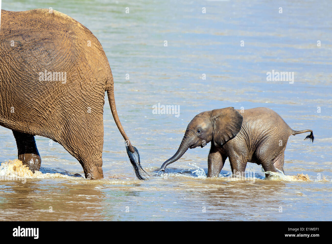 Afrikanische Savanne Elefanten (Loxodonta Africana) überqueren den Uaso Ng'iro Fluss, Samburu Nationalpark, Kenia, Ostafrika Stockfoto