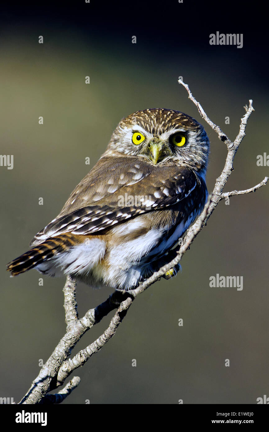 Austral Pygmy Eule (Glaucidium), Torres del Paine Nationalpark, südlichen Patagonien Chile Stockfoto