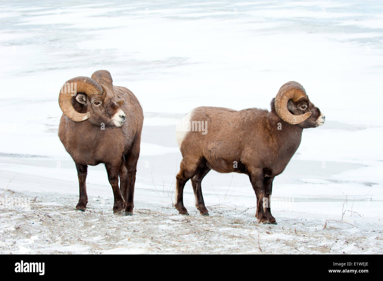 Bighorn Schafe Rams (Ovis Canadensis), Jasper Nationalpark, Alberta, Kanada Stockfoto