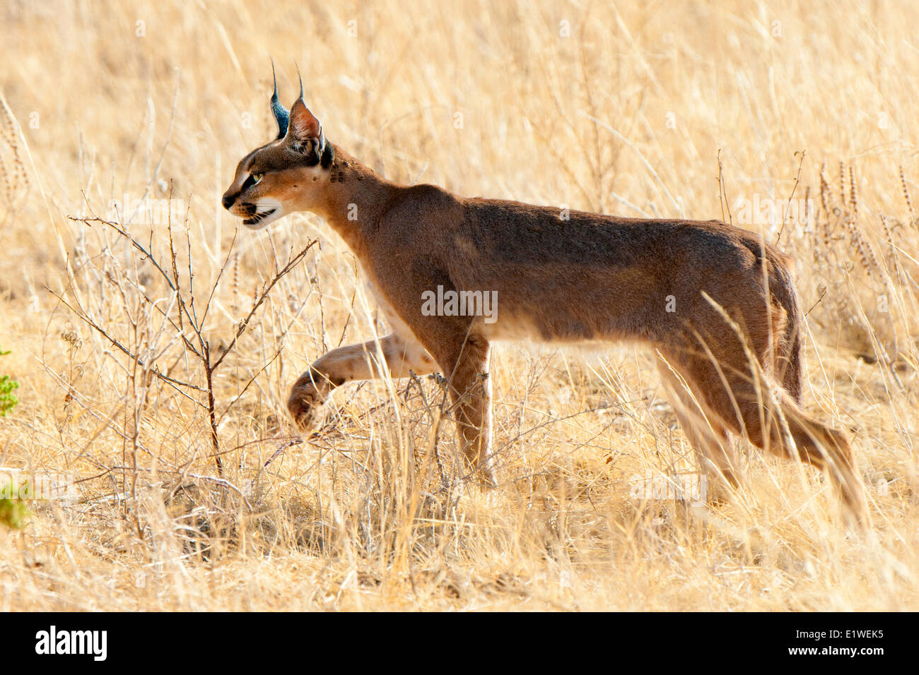 Karakal (Caracal Caracal) Jagd, Samburu Nationalpark, Kenia, Ostafrika Stockfoto