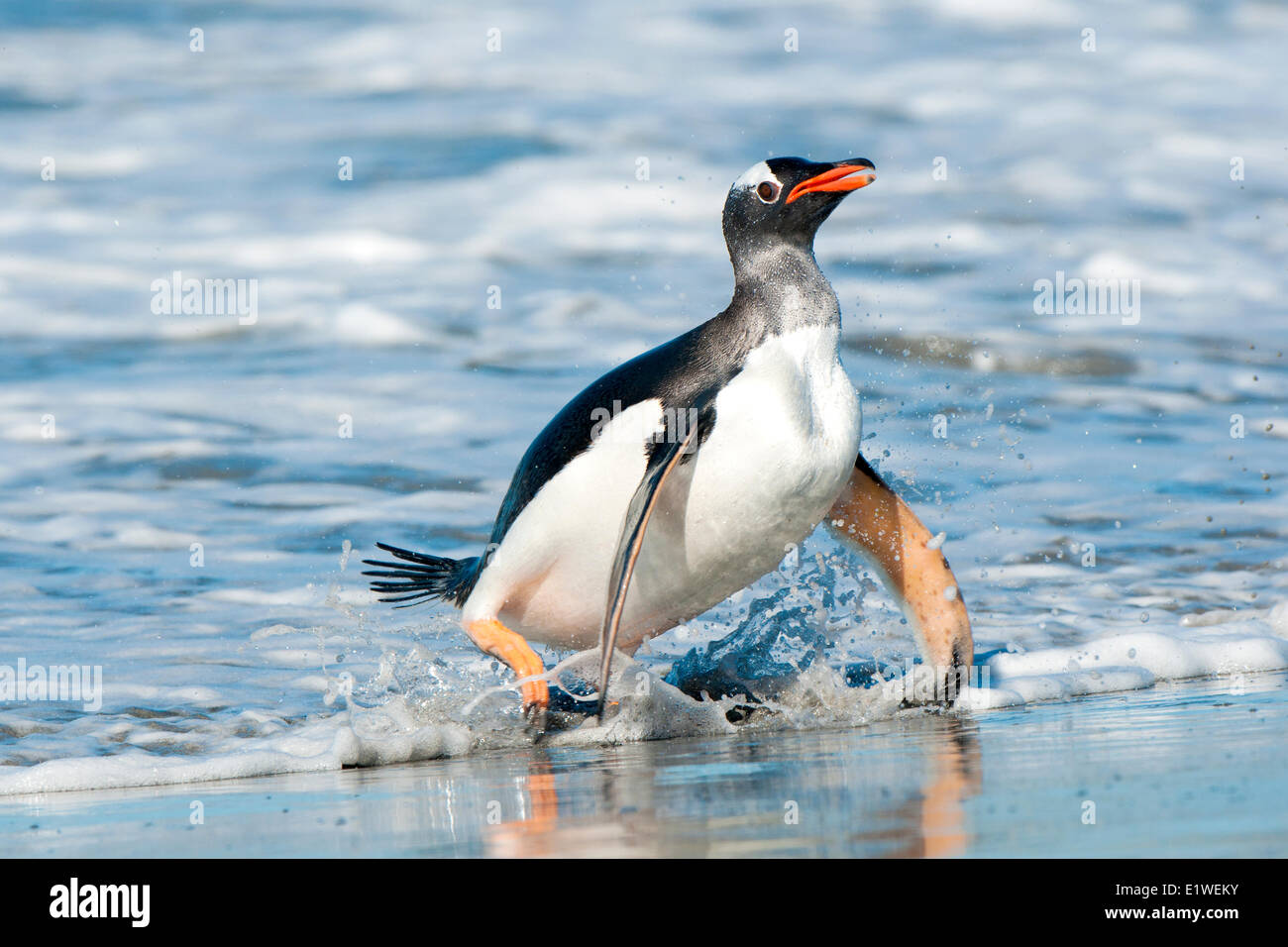 Gentoo Penguin (Pygoscelis Papua) Rückkehr von Nahrungssuche im südlichen Atlantik Meer, Falkland-Inseln, Stockfoto