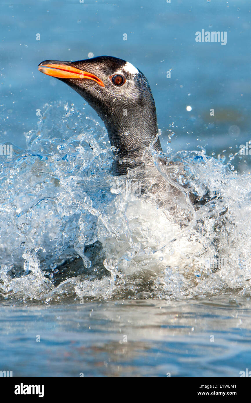 Gentoo Penguin (Pygoscelis Papua) Rückkehr von Nahrungssuche im südlichen Atlantik Meer, Falkland-Inseln, Stockfoto