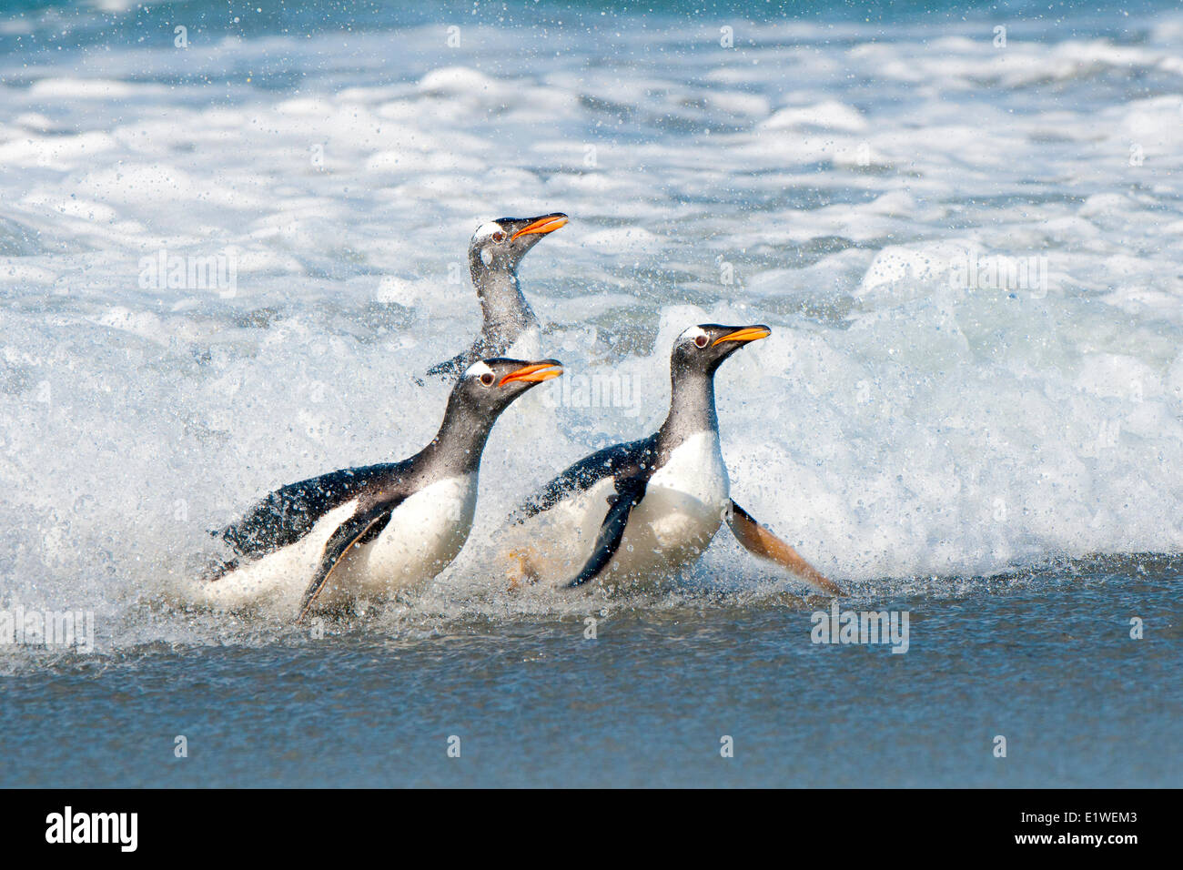 Gentoo Penguins (Pygoscelis Papua) Rückkehr von Nahrungssuche im südlichen Atlantik Meer, Falkland-Inseln, Stockfoto