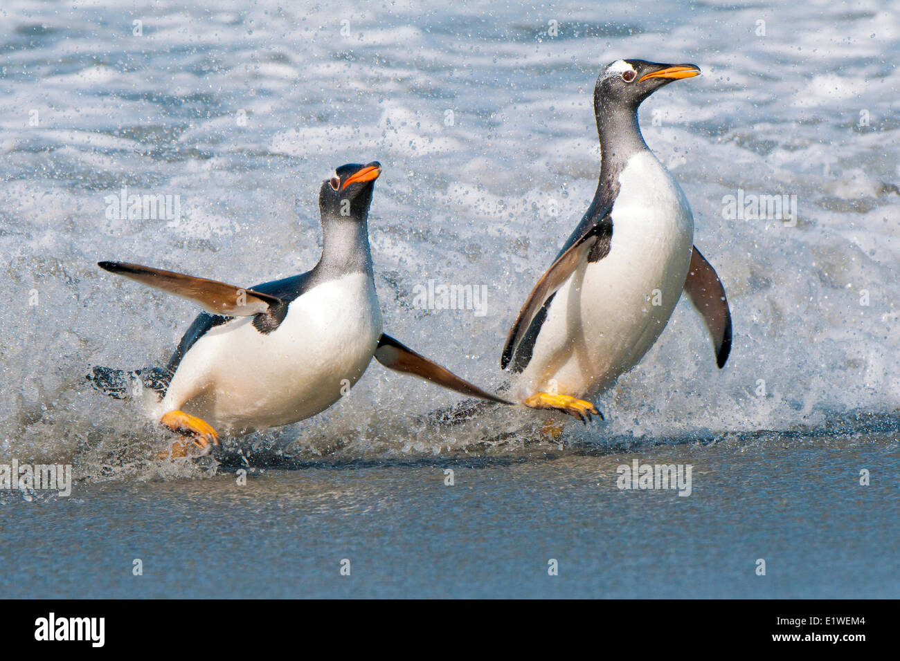 Gentoo Penguins (Pygoscelis Papua) Rückkehr von Nahrungssuche im südlichen Atlantik Meer, Falkland-Inseln, Stockfoto