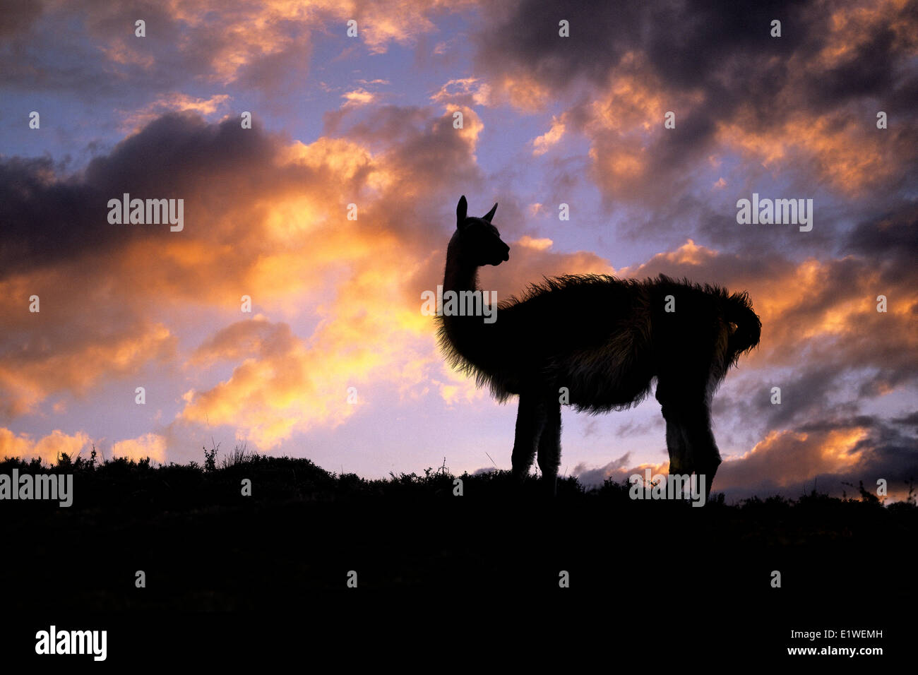 Erwachsenen Guanako (Lama Guanicoe), Nationalpark Torres Del Paine, Patagonien, Süd-Chile, Südamerika Stockfoto