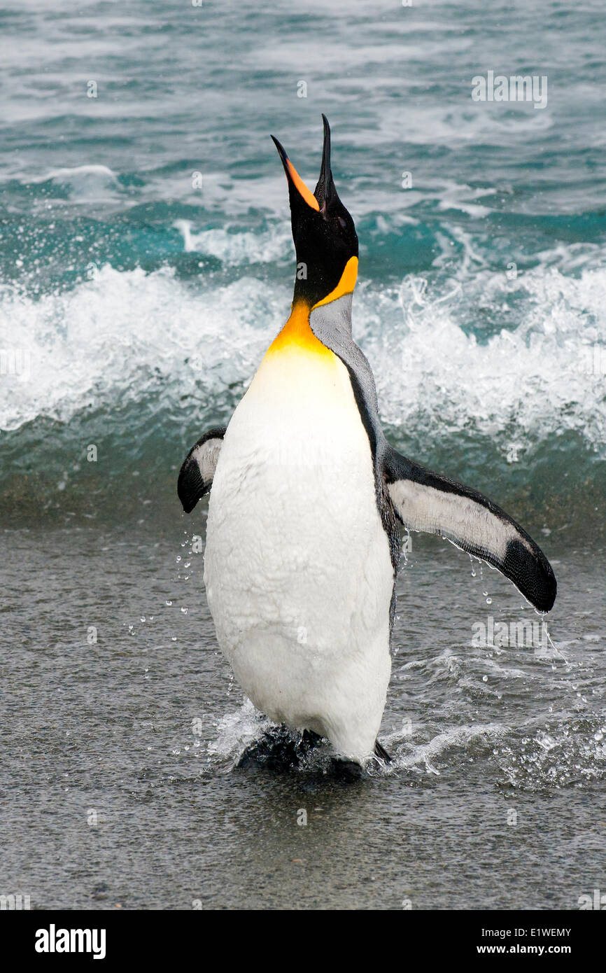 König Pinguin (Aptenodytes Patagonicus) Rückkehr aus Futtersuche am Meer, Insel Südgeorgien, Antarktis Stockfoto
