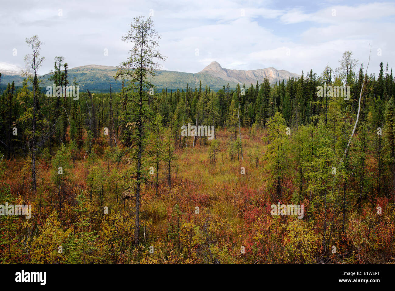 Nördliche Tiefland Moor mit verkümmerte Tamarack Larix Laricina schwarz-Fichte Picea Mariana Cassiar Gebirge im Hintergrund Stockfoto