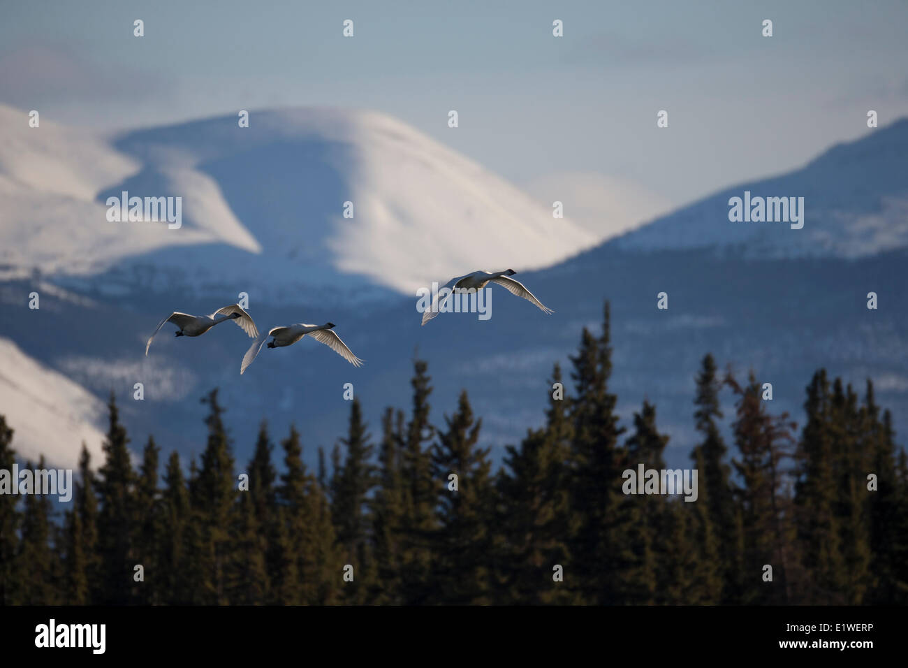 Schwäne fliegen, Tagish, Yukon. Stockfoto