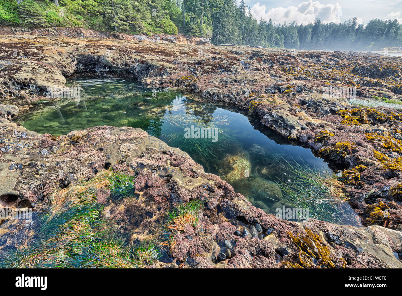 Gezeitentümpel an Botanical Beach Provincial Park in British Columbia. Stockfoto