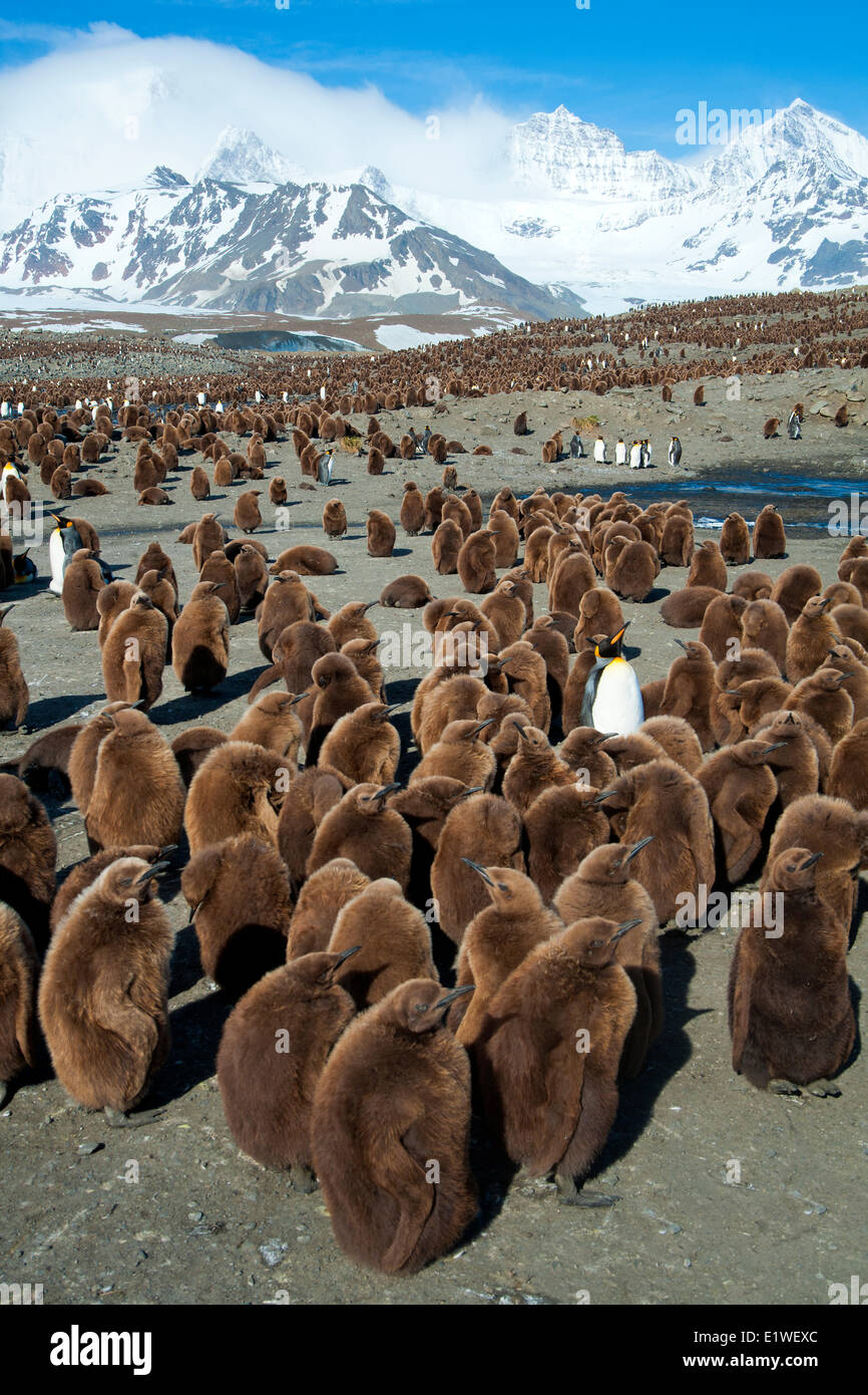 König Pinguin (Aptenodytes Patagonicus) Küken Kinderkrippe, Insel Südgeorgien, Antarktis Stockfoto
