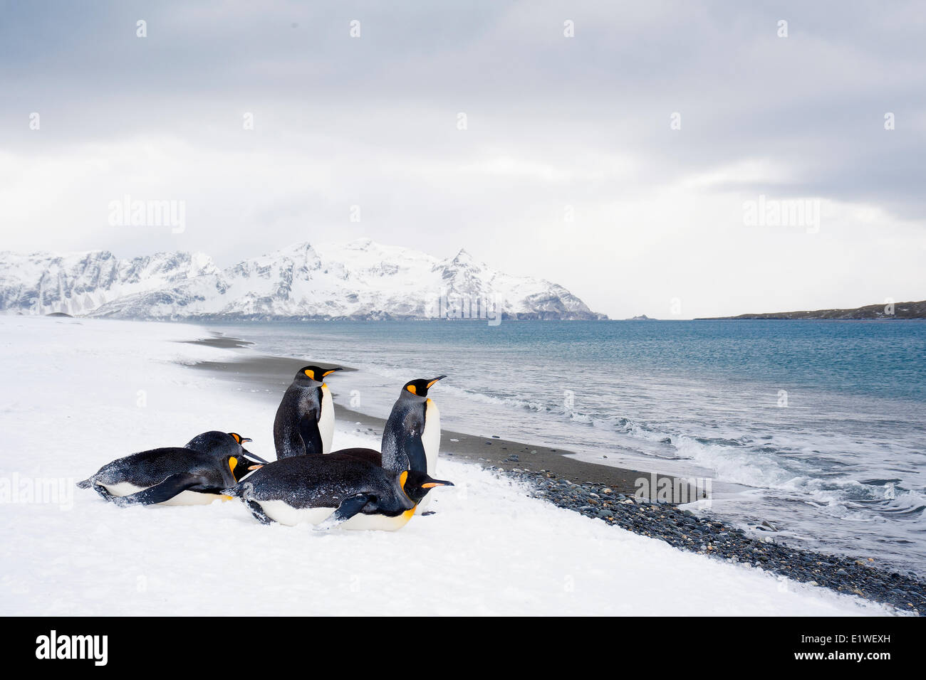 Königspinguine (Aptenodytes Patagonicus) faulenzen am Strand, Insel Südgeorgien, Antarktis Stockfoto