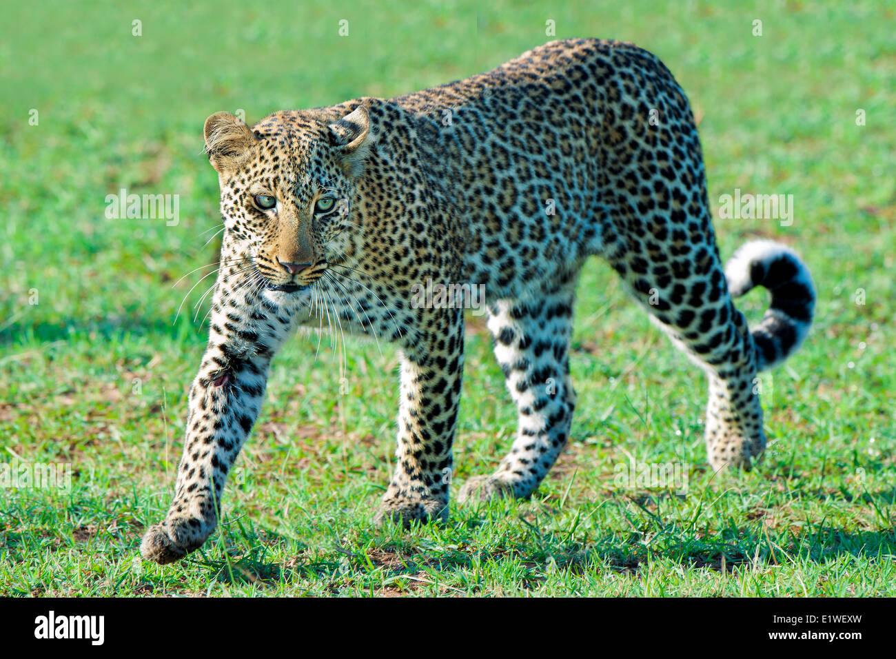 Leopard (Panthera Pardus), Masai Mara Game Reserve, Kenia, Ostafrika Stockfoto