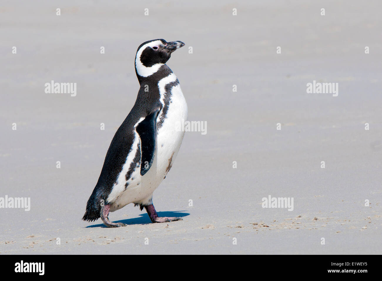 Magellan-Pinguin (Spheniscus Magellanicus) nach einem Anfall Futtersuche auf See Falklandinseln südlichen Atlantik an Land kommen Stockfoto