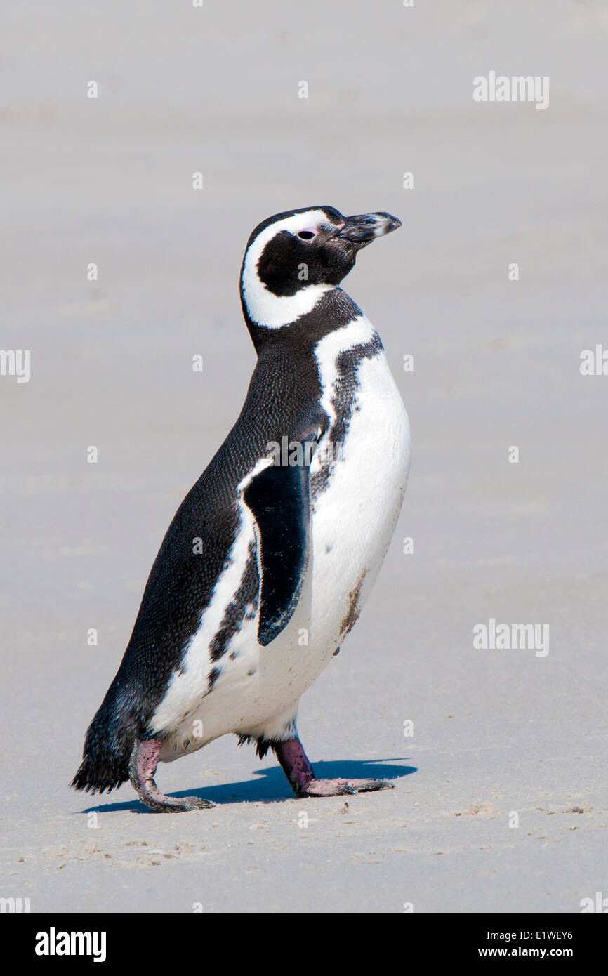 Magellan-Pinguin (Spheniscus Magellanicus) nach einem Anfall Futtersuche auf See Falklandinseln südlichen Atlantik an Land kommen Stockfoto