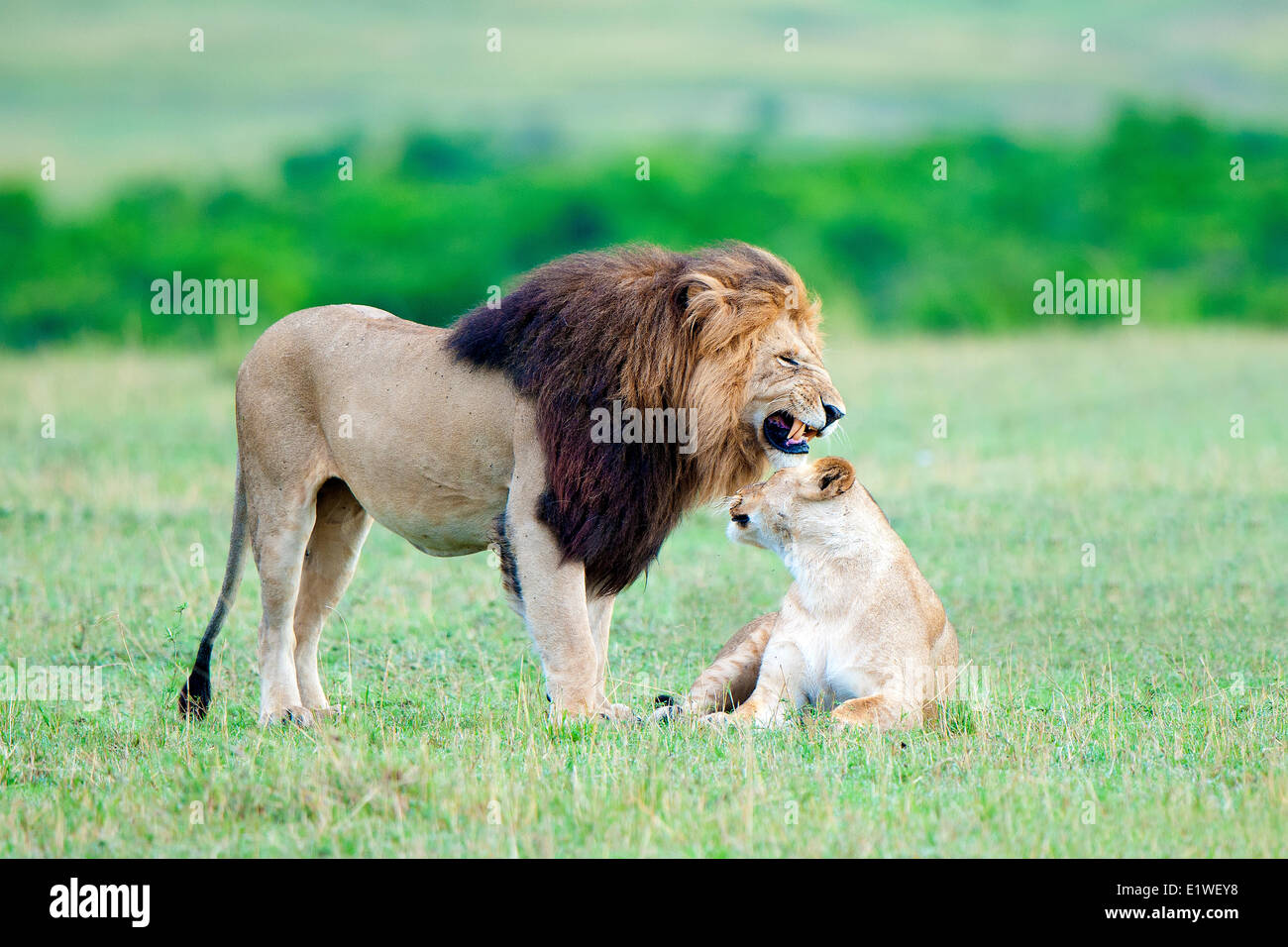 Paarung von Löwen (Panthera Leo), Masai Mara Game Reserve, Kenia, Ostafrika Stockfoto