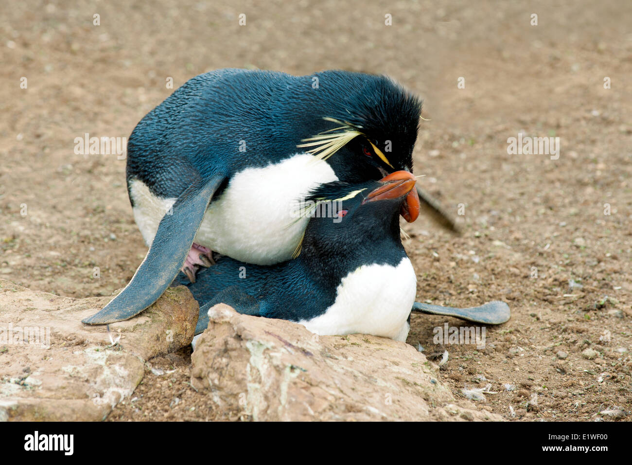 Paarung Rockhopper Penguins (Eudyptes Chrysocome), Falklandinseln, südlichen Atlantik Stockfoto
