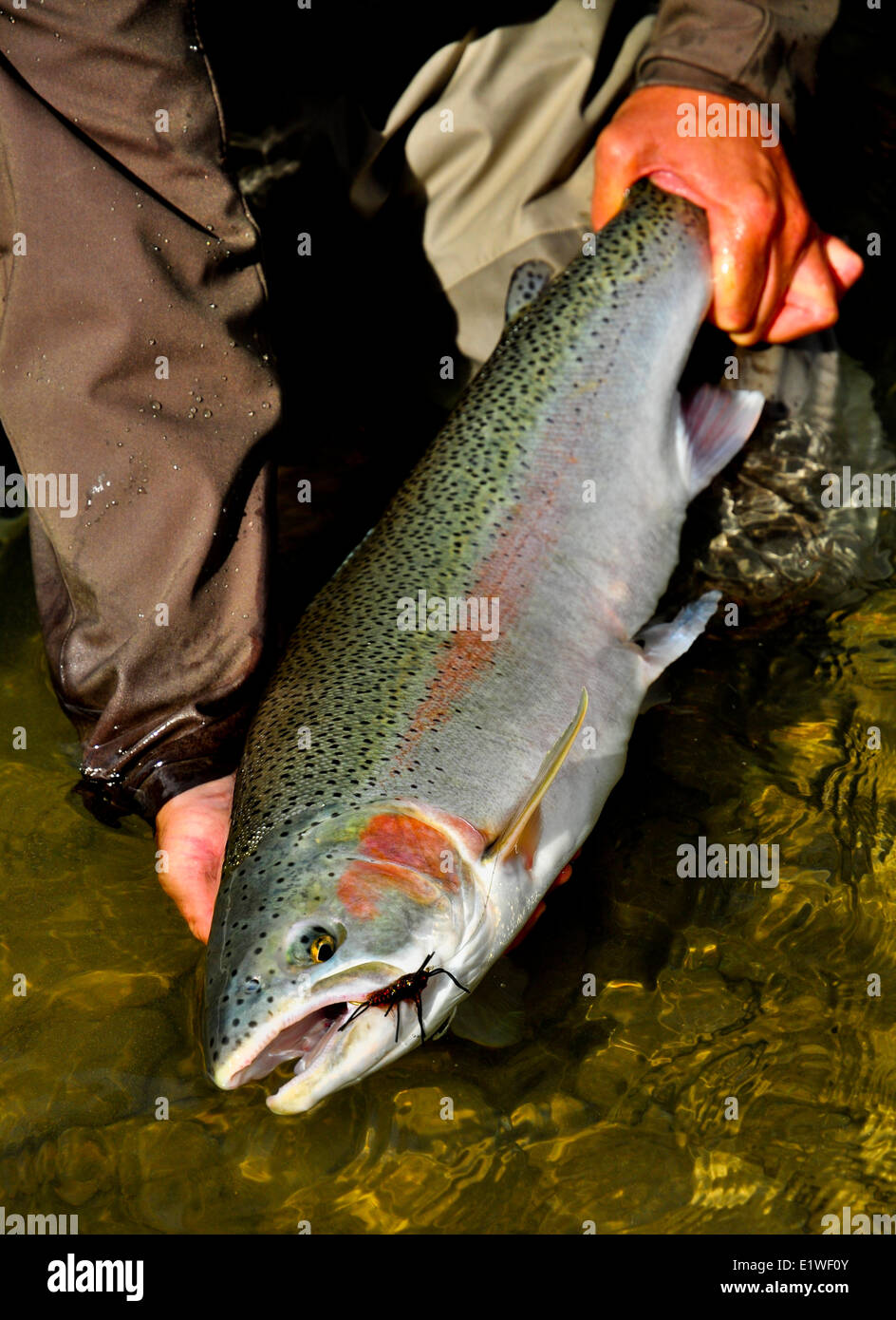 Dean River Sommer Run Steinfliegenmuster Nymphe Stockfoto