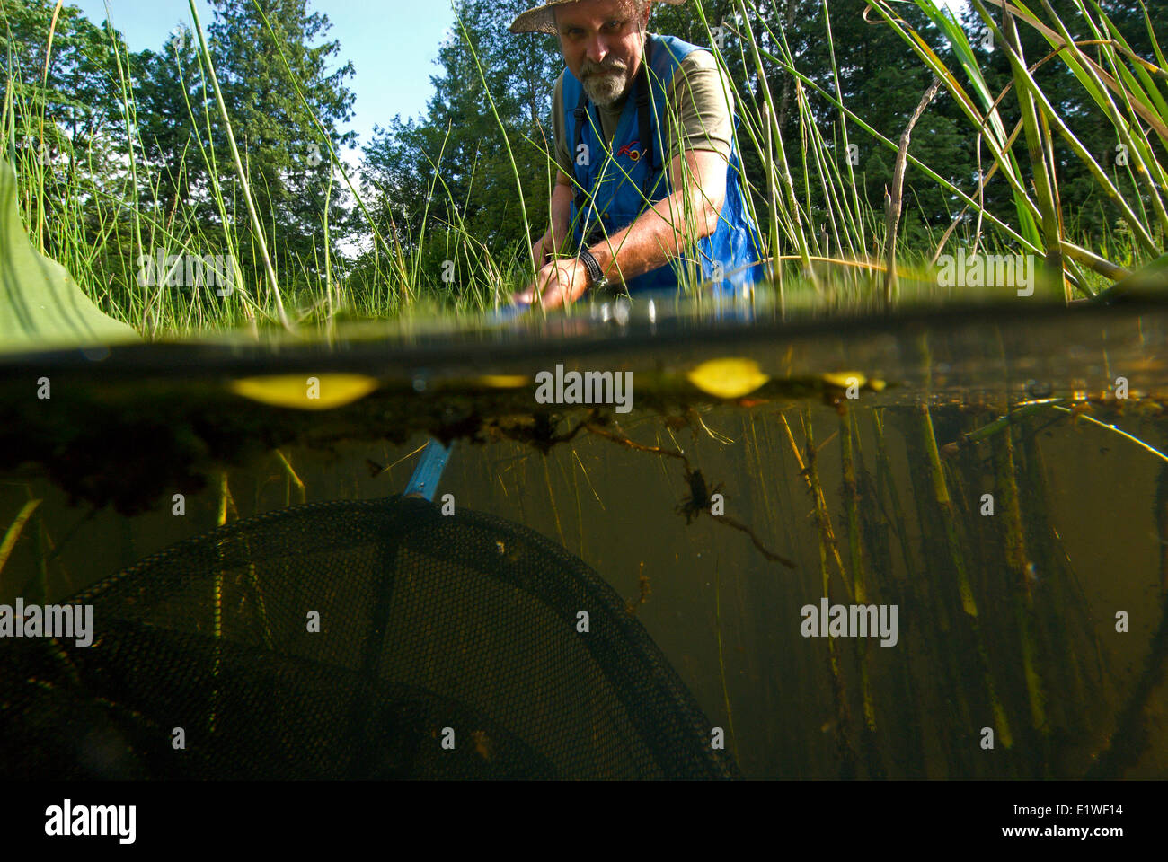 Biologe Dennis Knapp, netting für Oregon Spotted Frösche (Rana Pretiosa) oder alles andere kann er sonst fangen. Mission, britische Col Stockfoto