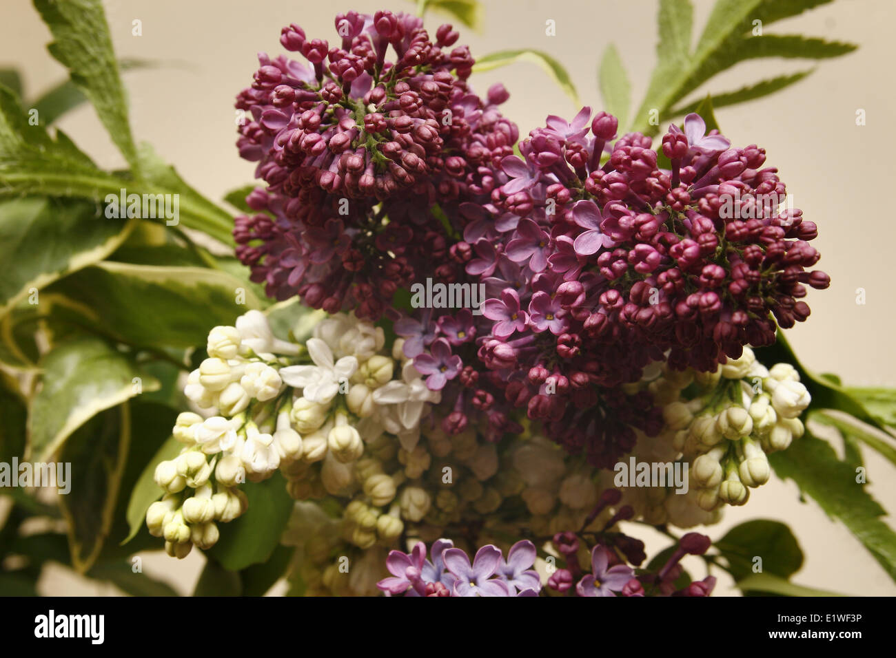 lila und weißen lila Blüte in einem bouquet Stockfoto