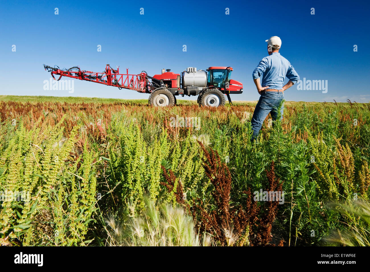 ein Mann blickt auf Unkraut in einem Feld neben einer hoher Bodenfreiheit Sprayer, in der Nähe von Moreland, Saskatchewan, Kanada Stockfoto