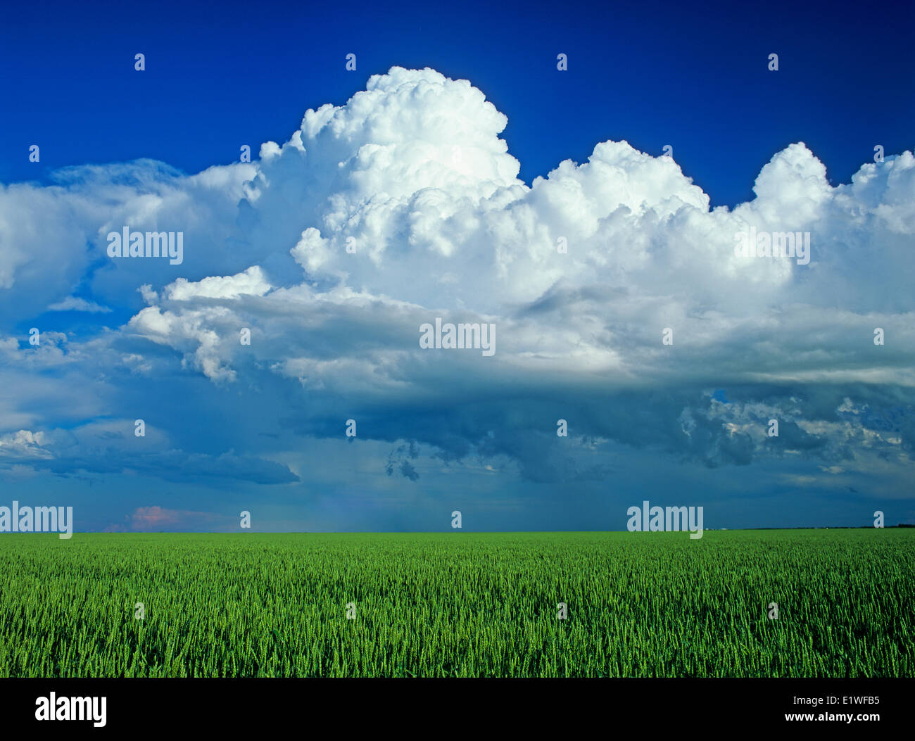 Weizenfeld mit einer Cumulonimbus Wolke Masse im Hintergrund in der Nähe von St. Pierre Joly, Manitoba, Kanada Stockfoto