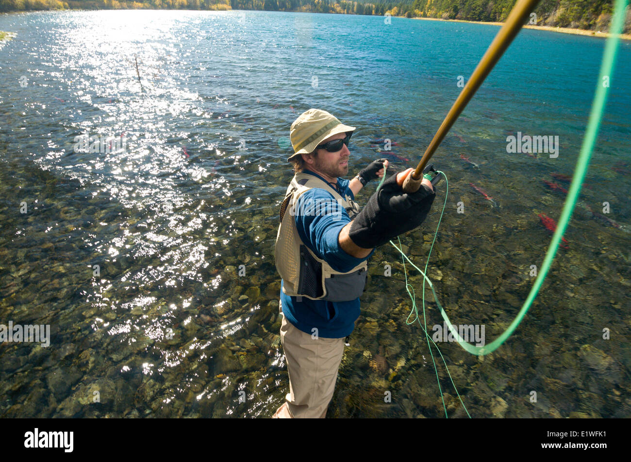 Angeln auf Forellen am Chilko River während der Laichzeit Sockeye schwimmen in der Nähe, Britisch-Kolumbien Stockfoto