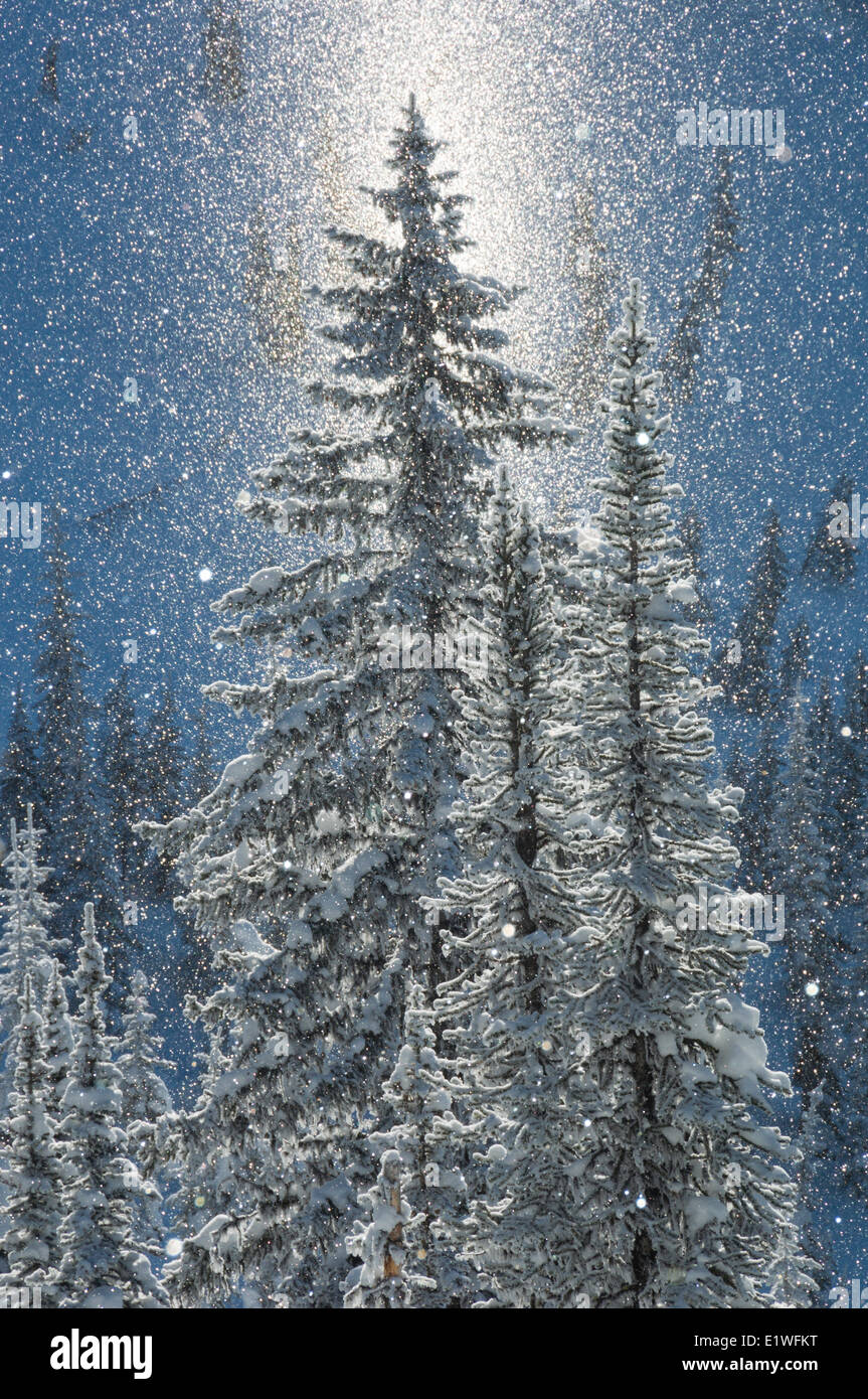 Schnee Kristalle schweben in der Luft, wodurch ein Eindruck einer Sundog, Kokanee Gletscher Provincial Park, Nelson, Britisch-Kolumbien Stockfoto