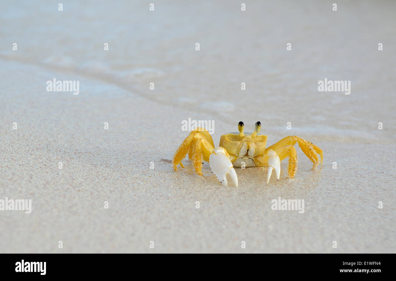 Ghost Krabben (Ocypode Quadrata), Anegada, British Virgin Islands Stockfoto