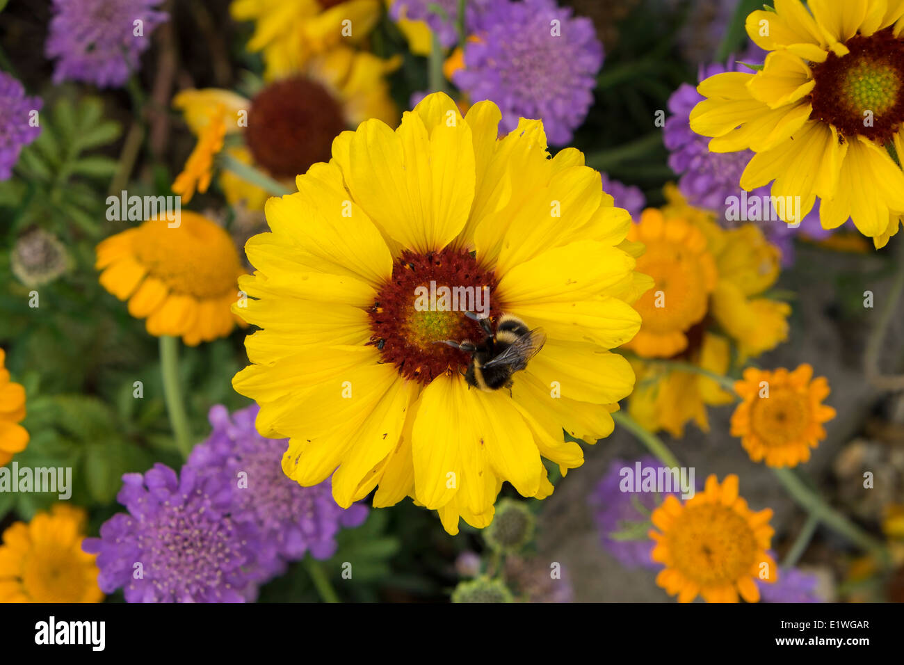Honigbiene auf "Gloriosa" Daisy Blume Stockfoto