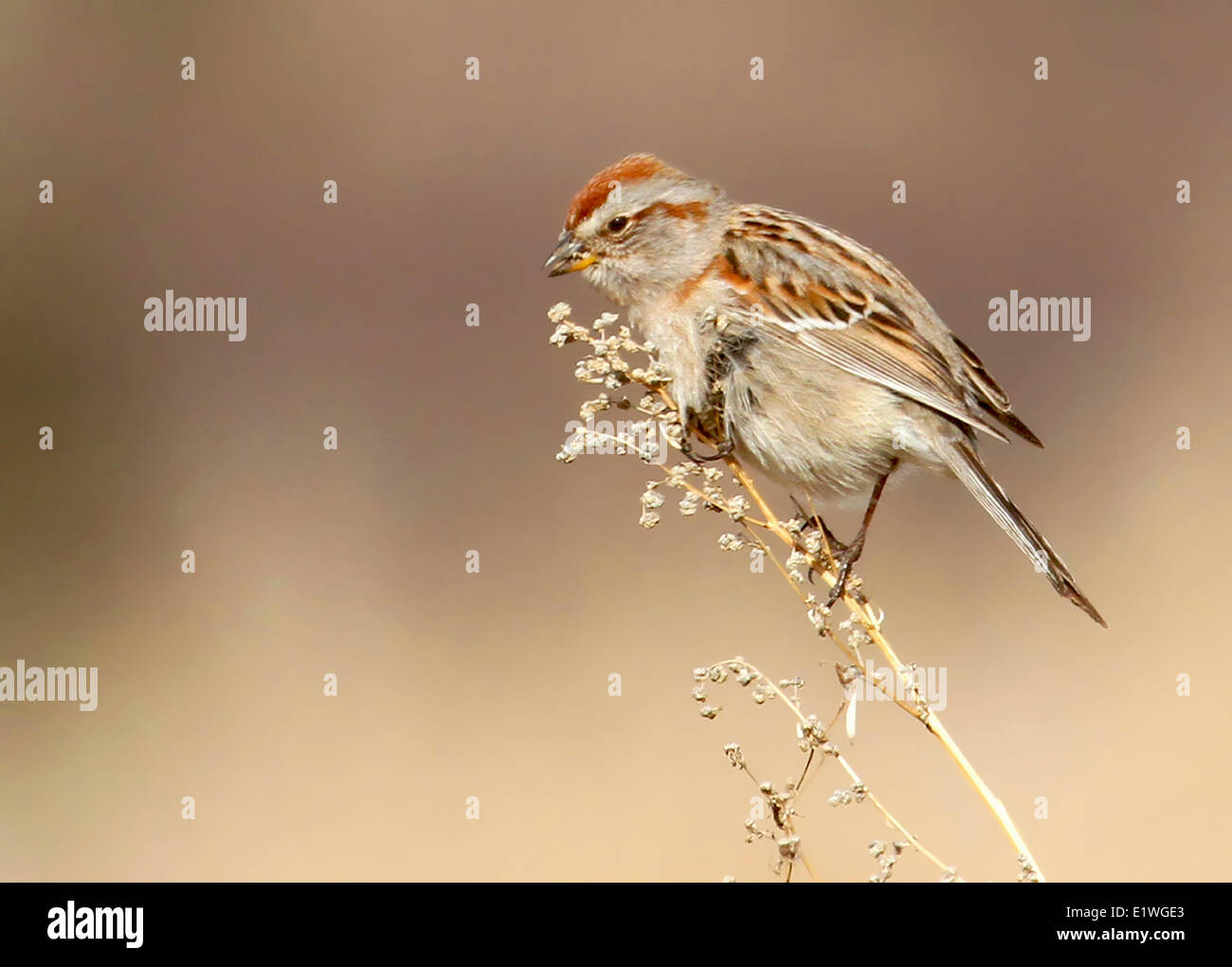 Amerikanischer Baum Spatz, Spizella Arborea, Essen Samen auf Wildblumen in Saskatchewan, Kanada Stockfoto