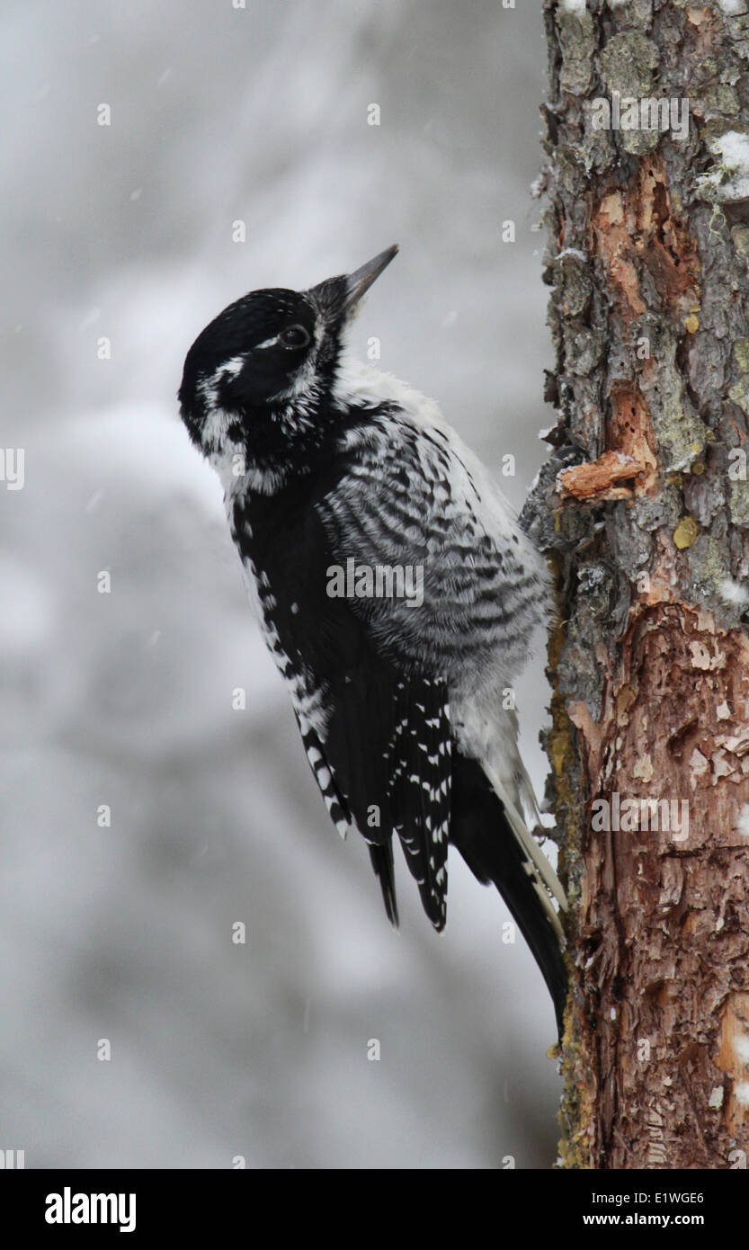 Amerikanische Dreizehenspecht weiblich (Picoides Dorsalis) thront auf einer Jack Kiefer während Schneesturm an Banff, Alberta Stockfoto