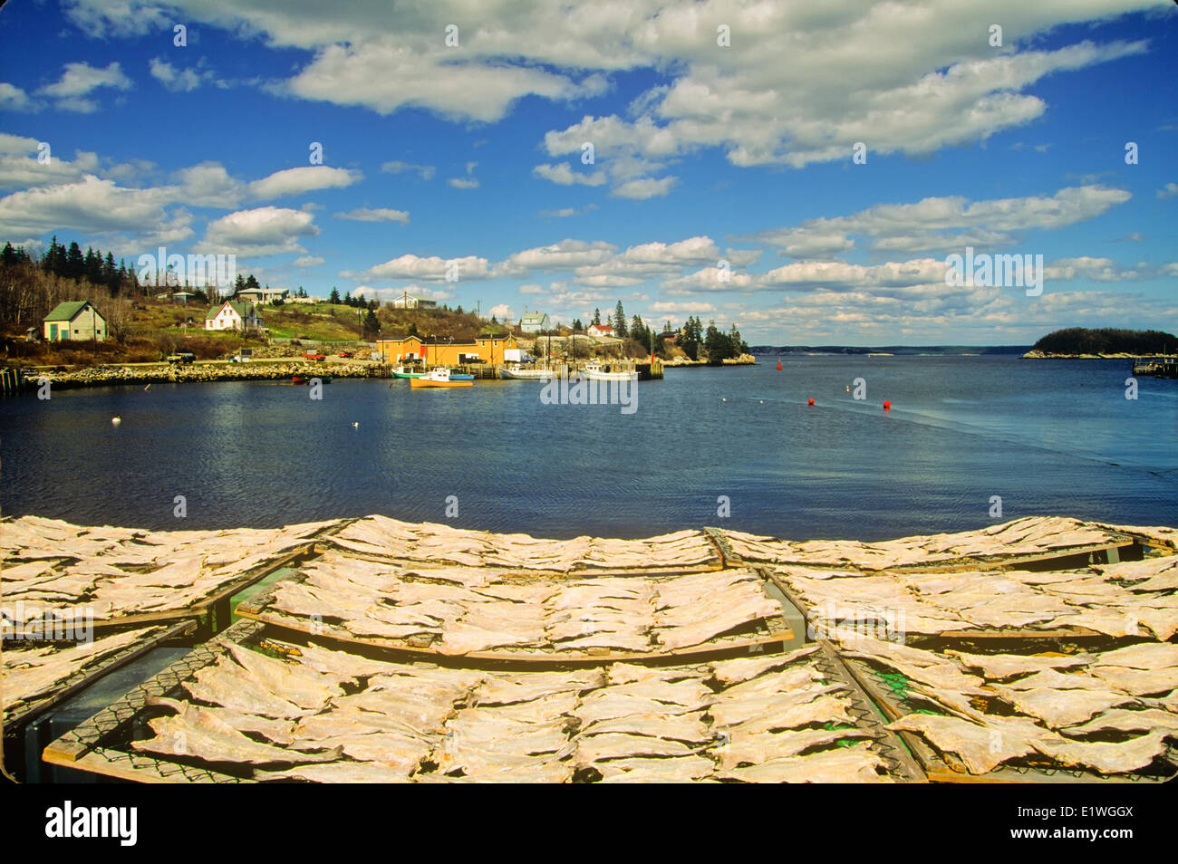 Trocknung, Kabeljau, North West Cove, St. Margarets Bay, Nova Scotia, Kanada Stockfoto
