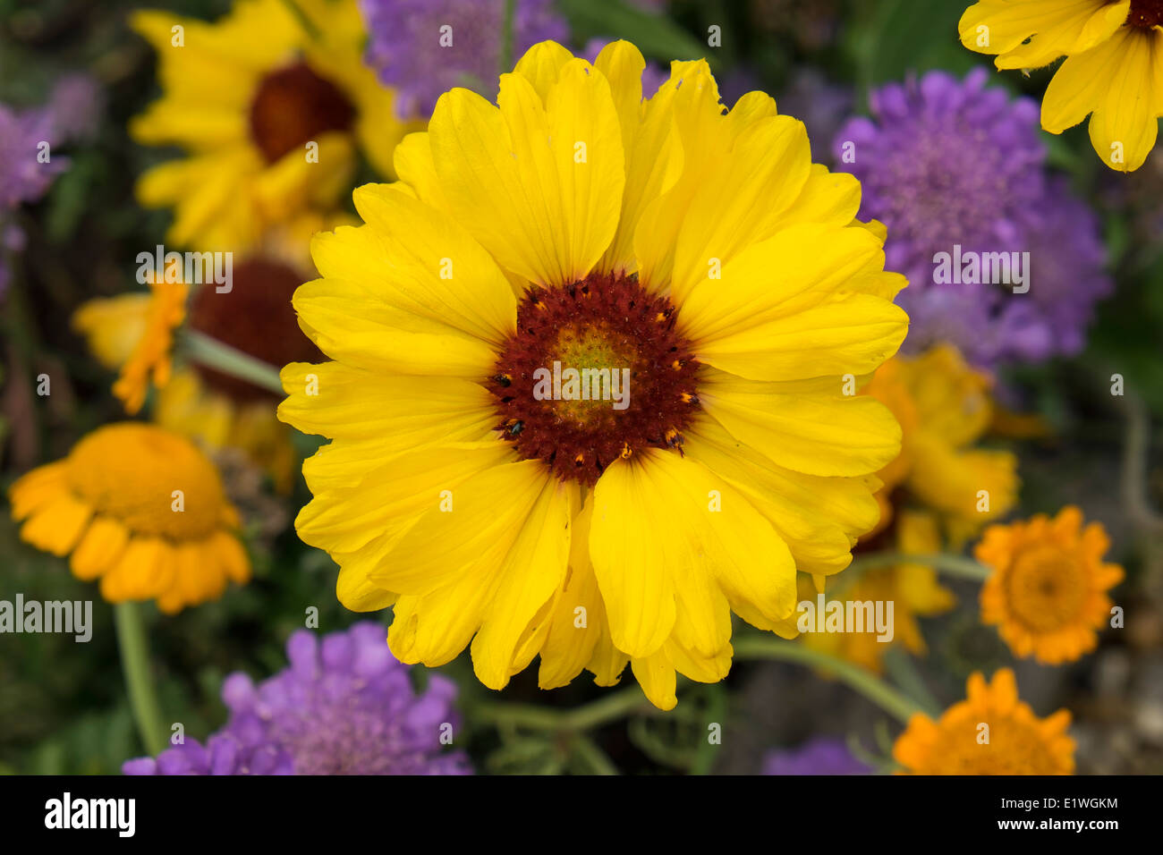 "Gloriosa" Daisy Blume Stockfoto