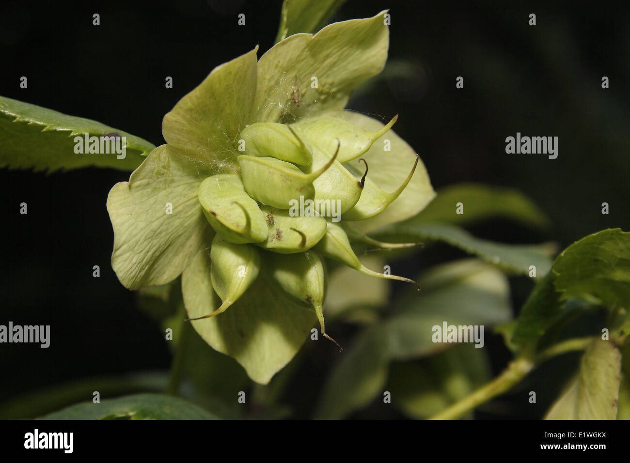 Schließen Sie herauf Bild der Nieswurz Samen auf Blüte Stockfoto