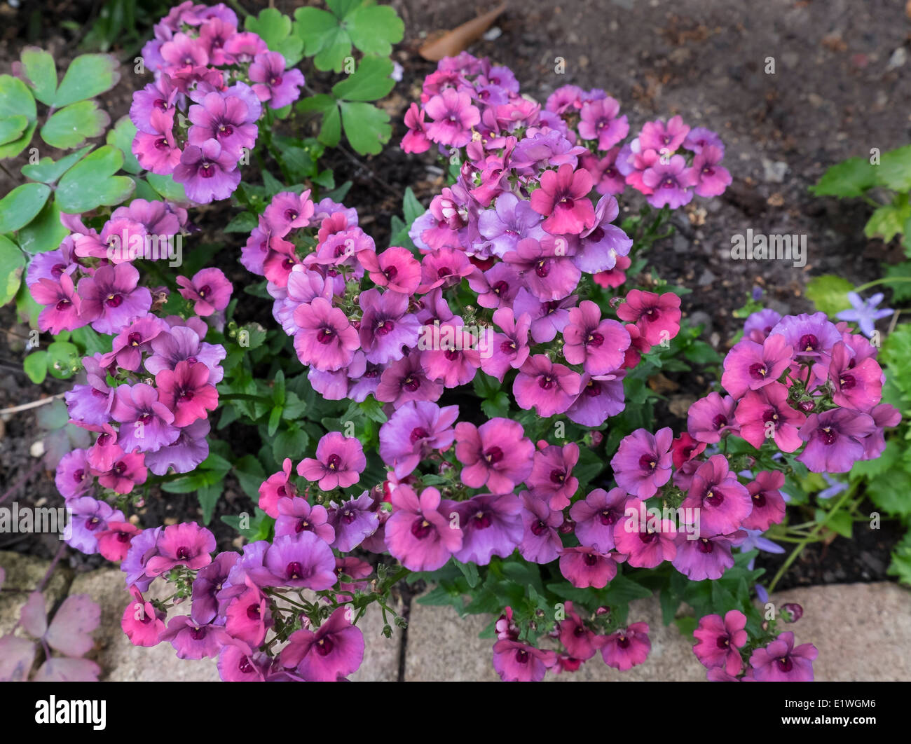 Gartenpflanze Fotos und Bildmaterial in hoher Auflösung Alamy