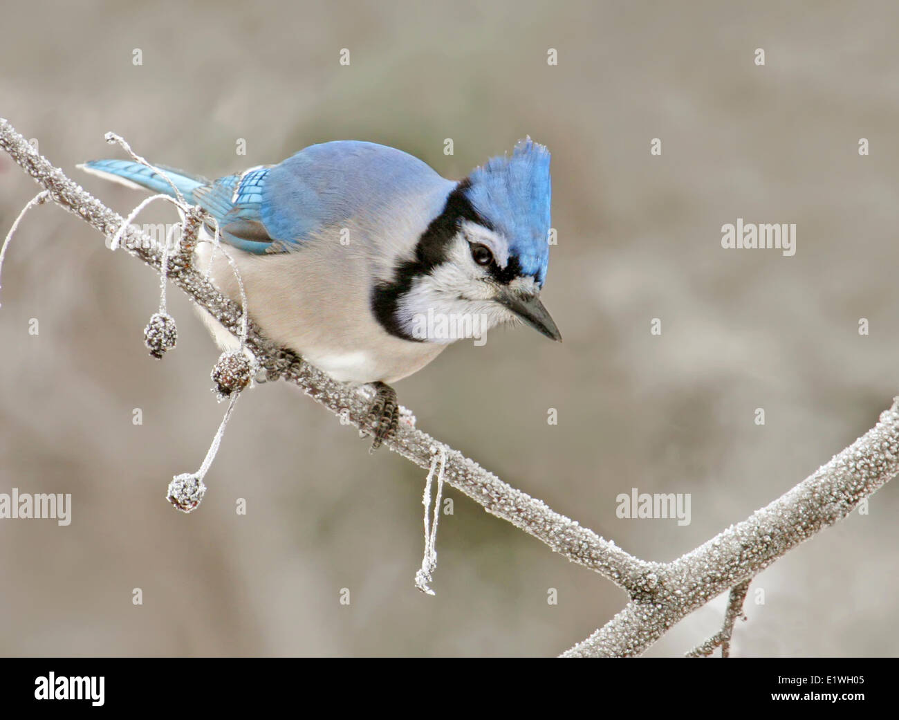 Blue Jay, Cyanocitta Cristata, thront im Winter in Saskatoon, Saskatchewan, Kanada Stockfoto