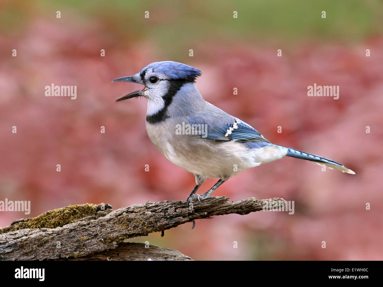 Blue Jay, Cyanocitta Cristata, Berufung im Herbst, in Saskatoon, Saskatchewan, Kanada Stockfoto