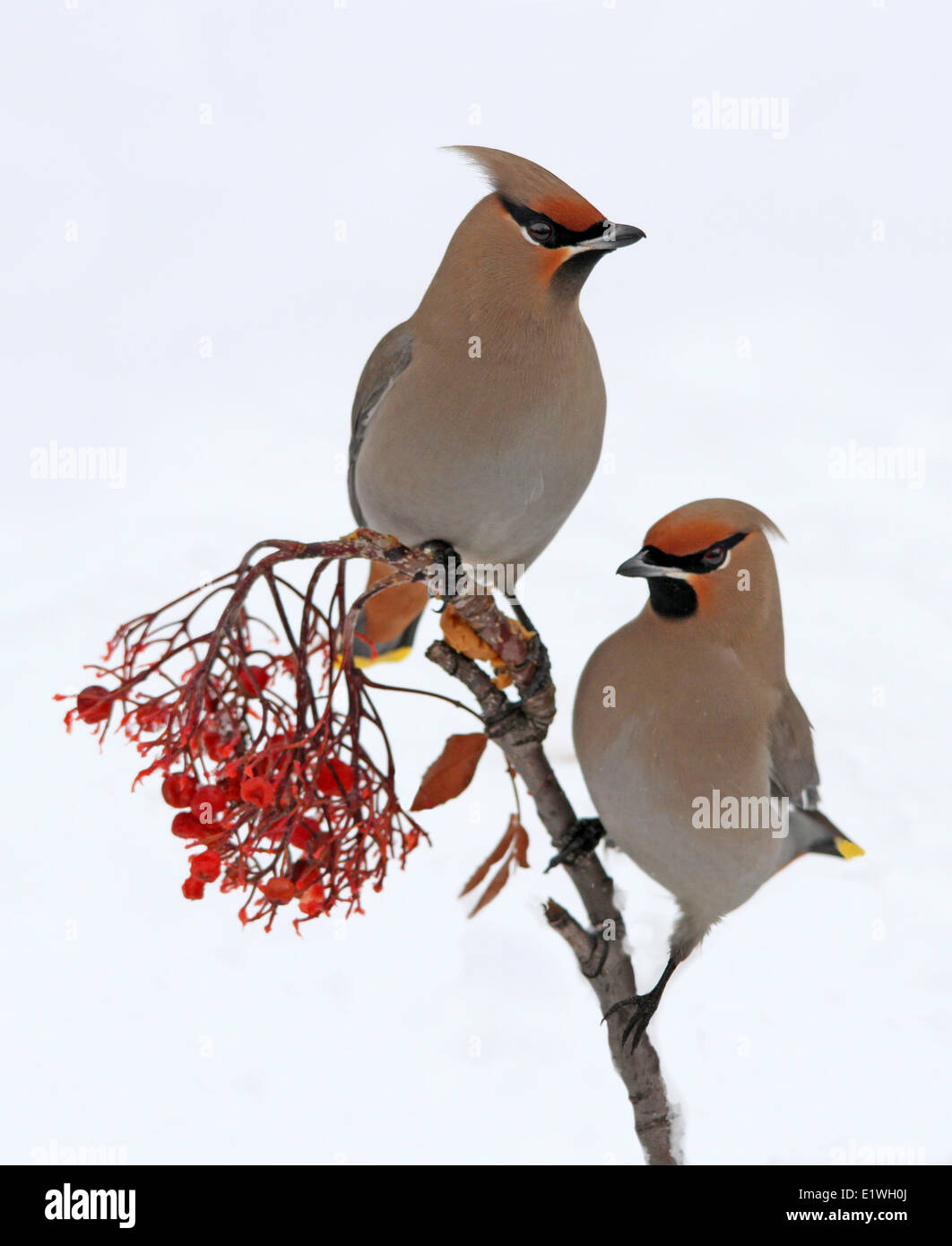 Zwei böhmischen Seidenschwänze, Bombycilla Garrulus, thront auf einem Ast Eberesche, Saskatchewan, Kanada Stockfoto