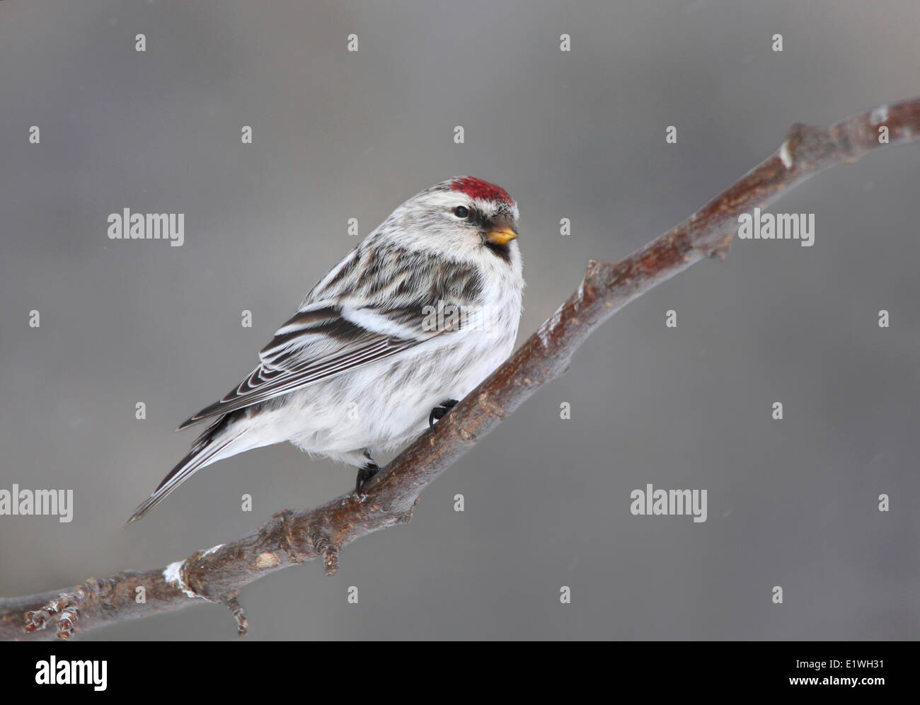 Ein Hoary Redpoll, Acanthis Hornemanni sitzt auf einem Ast in Saskatoon, Saskatchewan Stockfoto