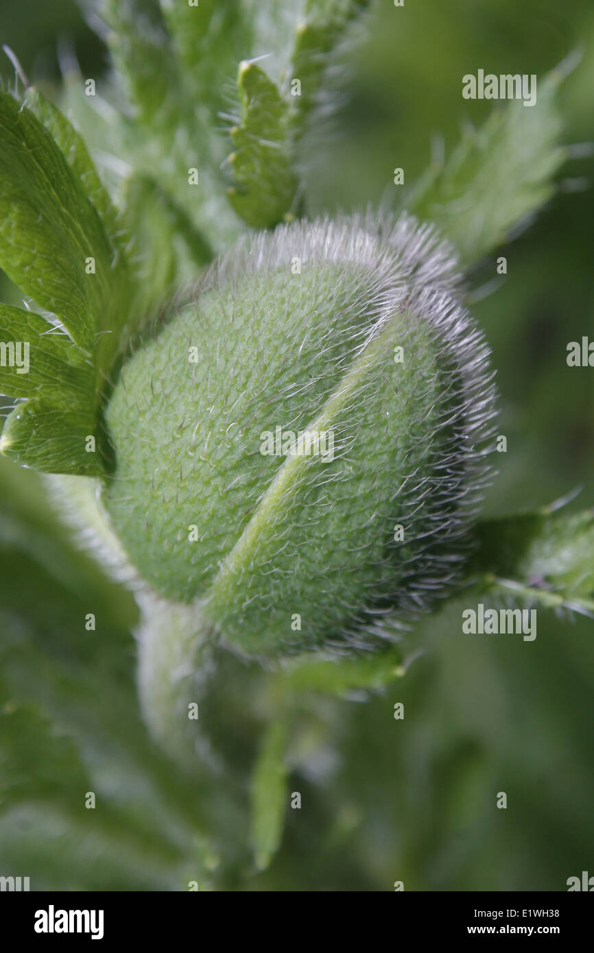 Schließen Sie herauf Bild der orientalische Mohn Blütenknospe Papaver orientale Stockfoto