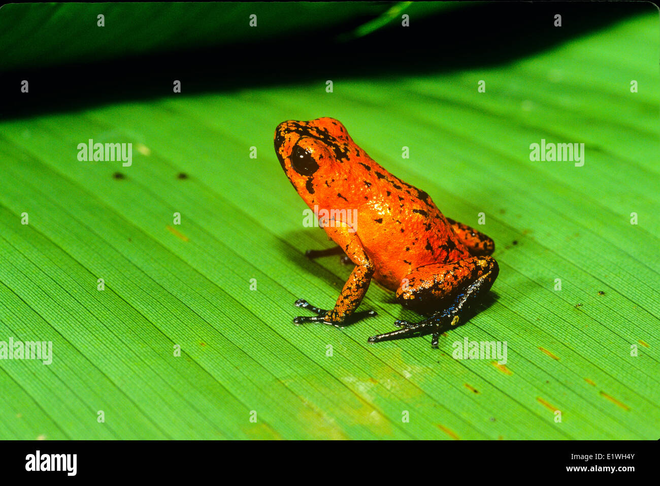 Pfeil-Poison Frog (Dentrobates Auratus), Costa Rica Stockfoto