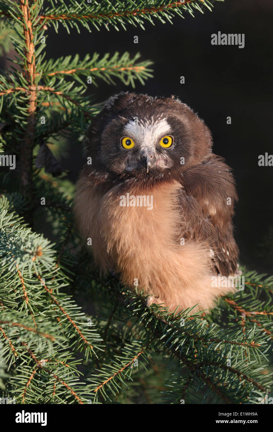 Eine nördliche Säge – Whet Eule Küken, Aegolius Acadicus, thront in einer Fichte in Prince Albert, Saskatchewan, Kanada Stockfoto