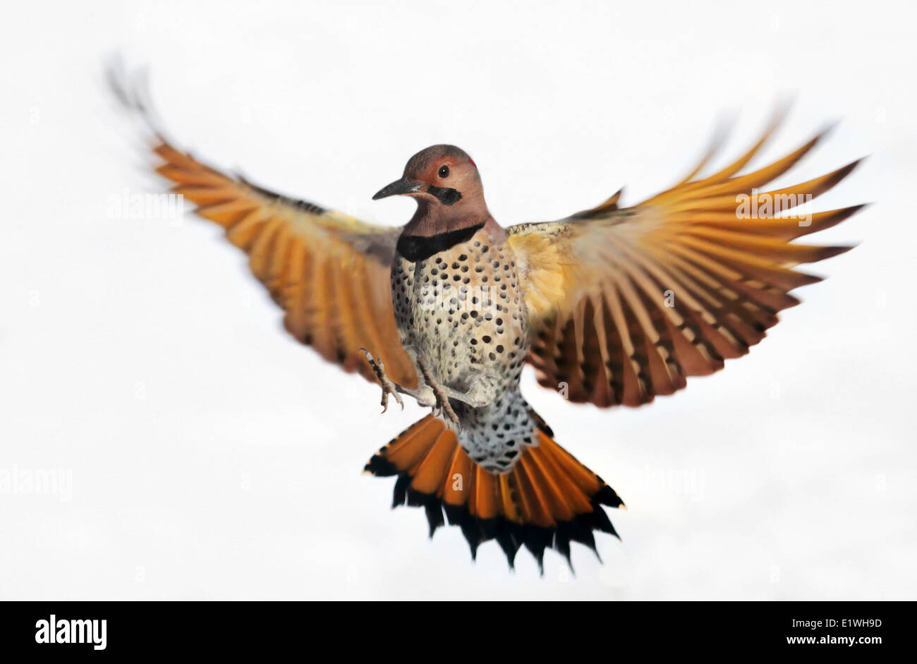 Einen männlichen Northern Flicker, Colaptes Auratus, während des Fluges in Saskatoon, Saskatchewan, Kanada Stockfoto