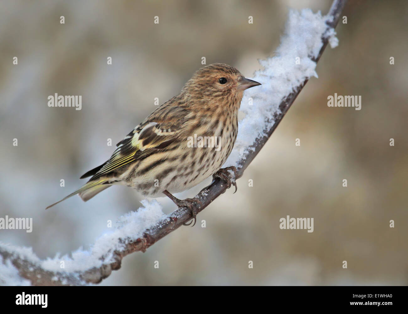 Eine Kiefer Erlenzeisig, Spinus Pinus, thront auf einem Ast in Saskatchewan, Kanada Stockfoto