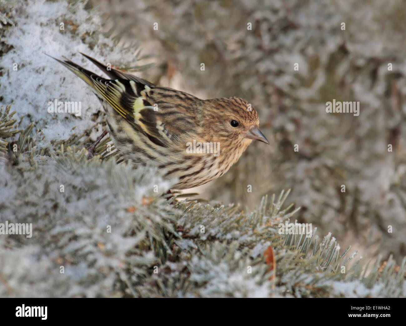 Eine Kiefer Erlenzeisig, Spinus Pinus, thront auf einer Fichte im Winter in Saskatchewan, Kanada Stockfoto