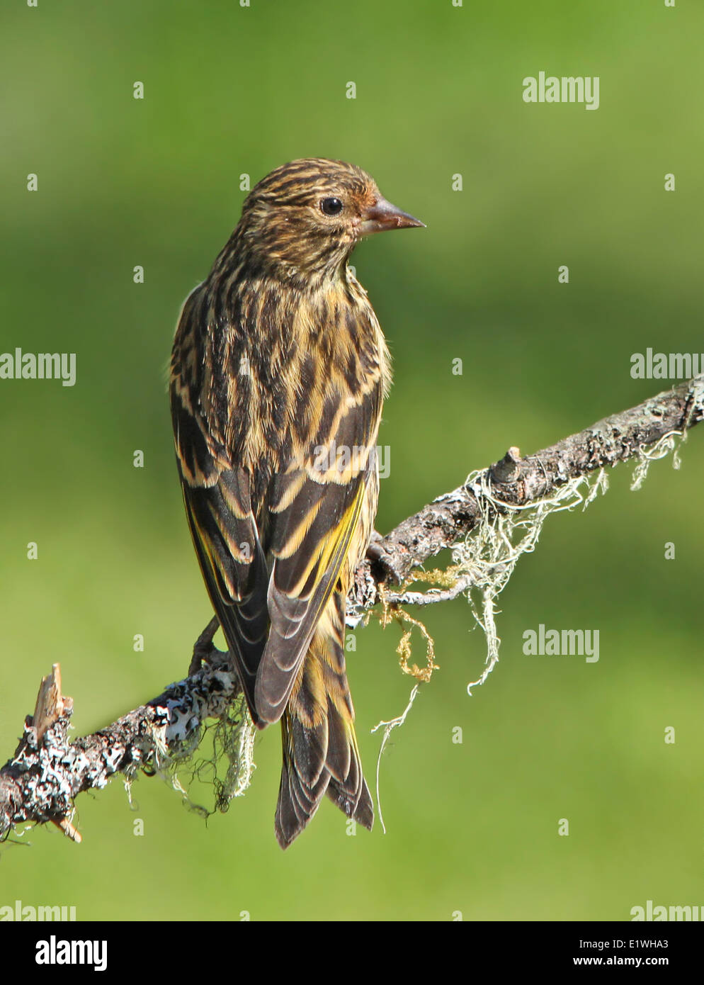 Pine Erlenzeisig, Spinus Pinus, thront auf einem Fichte Ast in Saskatchewan, Kanada Stockfoto