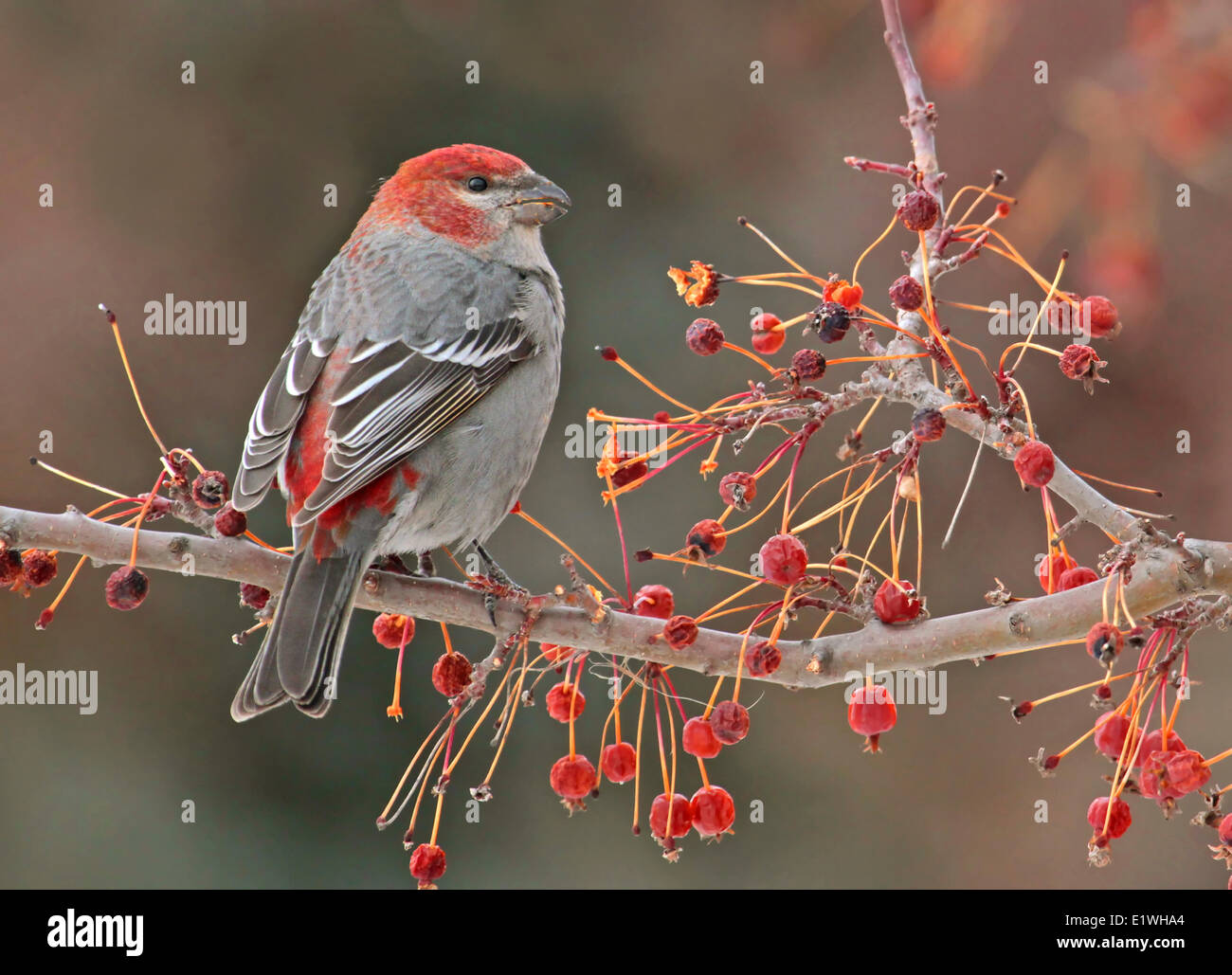 Kiefer Grosbeak männlich, Pinicola Enucleator, ernähren sich von Obst in Saskatoon, Saskatchewan, Kanada Stockfoto